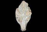 Oreodont (Merycoidodon) Skull - South Dakota #113106-5